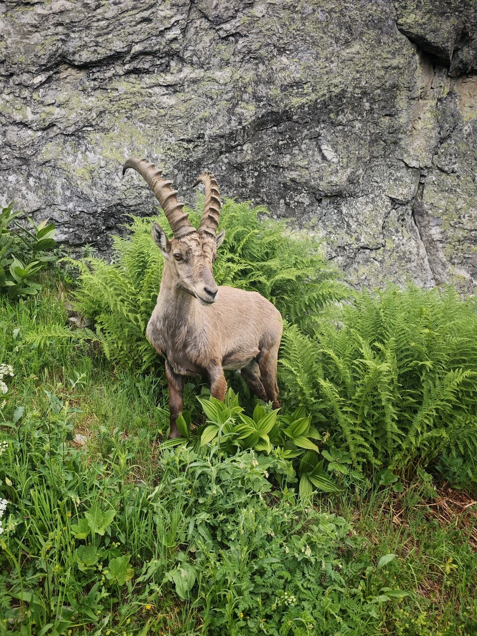 Alppikauris saniaisissa, muutaman metrin päässä polusta