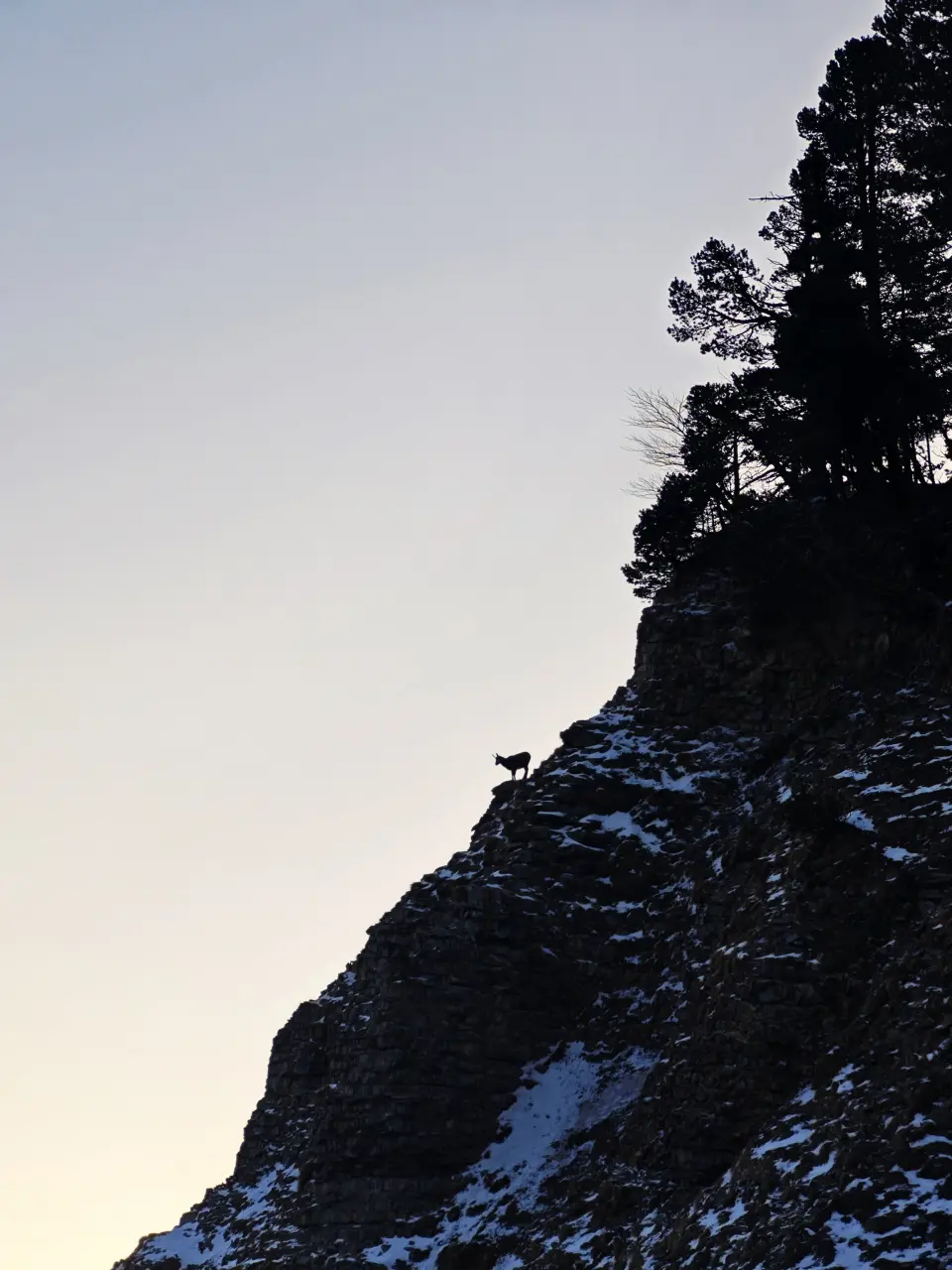 Ibex on the cliffs - Vercors
