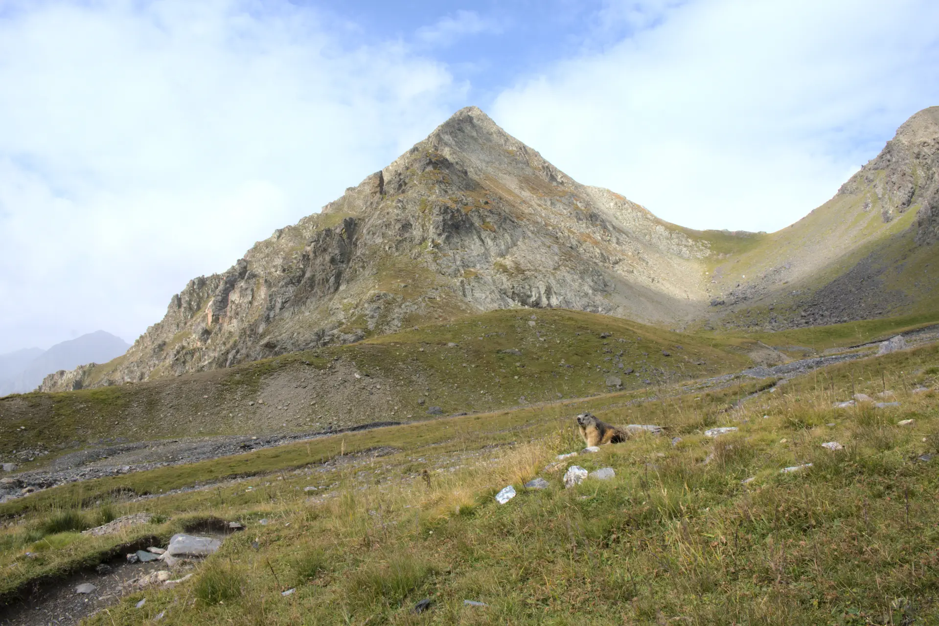 Marmot at Col de Vallonpierre
