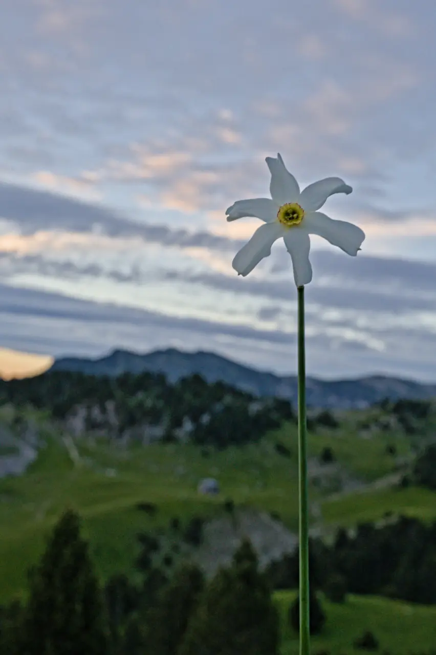 Wild narcissus - Vercors