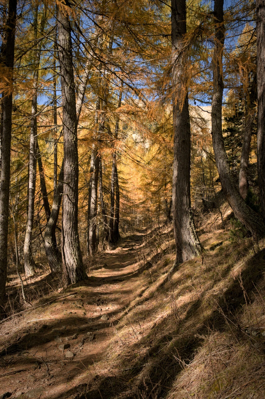 Polku kullanvärisessä lehtikuusikossa matkalla Col de la Pisselle Chaillolissa