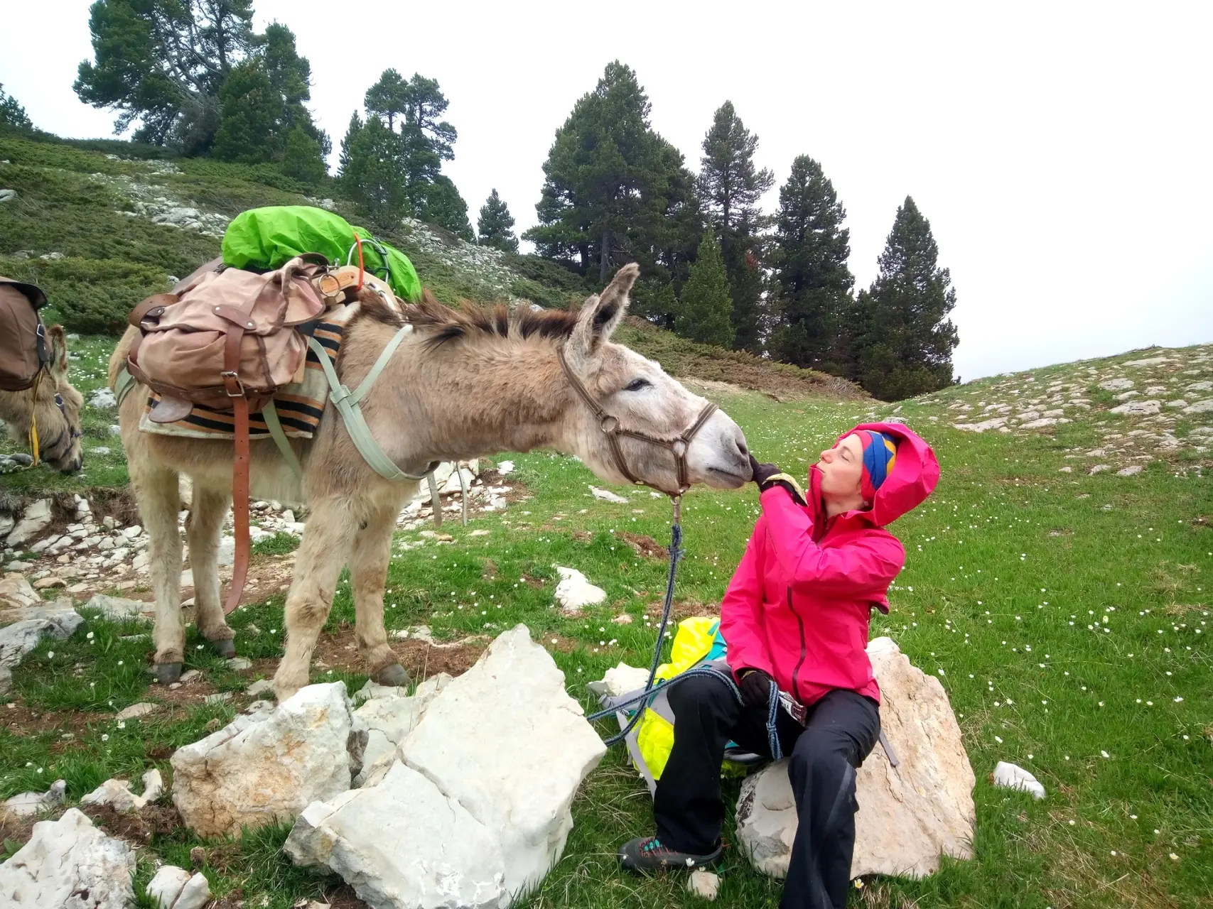 Trek - Pack donkey - Vercors High Plateaus - Young Mom